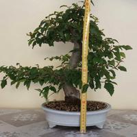 Bonsai di carpino 