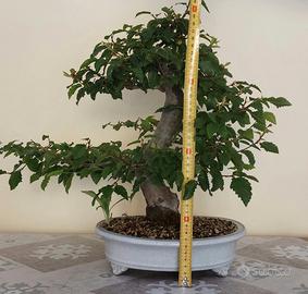Bonsai di carpino 