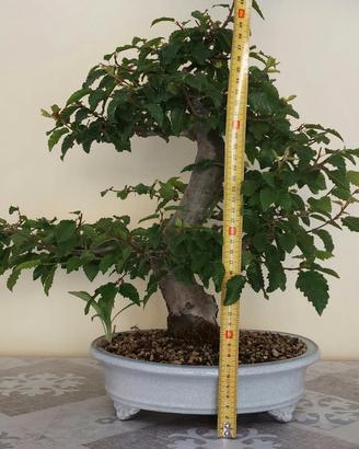 Bonsai di carpino 