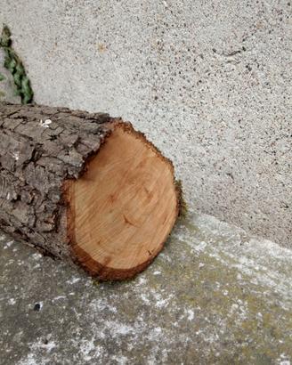 Tronco albero pero