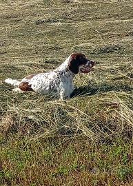 Setter inglese