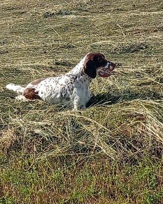 Setter inglese