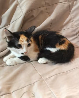 micia pelo semi lungo