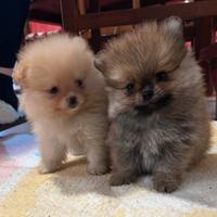 Volpino di Pomerania Pedegree Enci