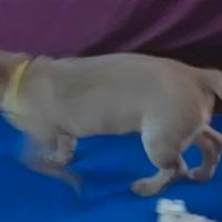 Cucciola 9 settimane