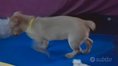 Cucciola 9 settimane