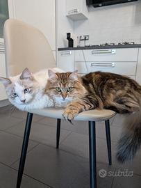 Coppia di gatti siberiani