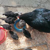 Su prenotazione. Pulcini