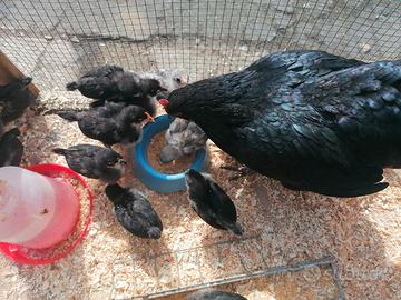 Su prenotazione. Pulcini