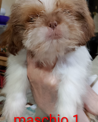 Cuccioli di Shin-Tzu