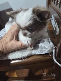 Cuccioli chihuahua