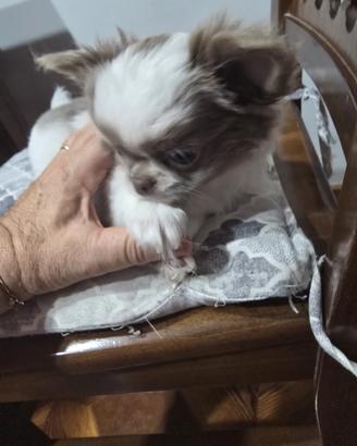 Cuccioli chihuahua