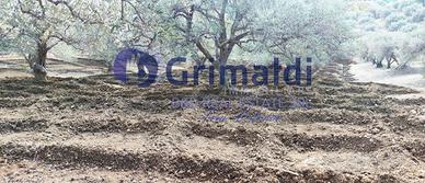 Terreno Agricolo Bagheria [TerM/1VCG]