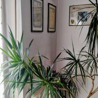 Pianta Dracena