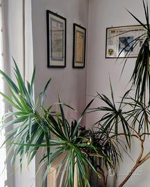 Pianta Dracena
