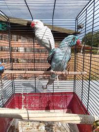 Parrocchetto dal collare