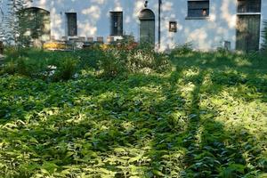 Immobile rustico con giardino