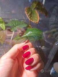 cormi alocasia Pink Dragon