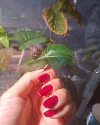 cormi alocasia Pink Dragon