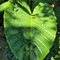 Alocasia macrorrhiza - Orecchia d'elefante gigante