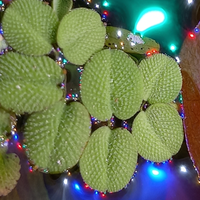 Salvinia natans pianta per acquario
