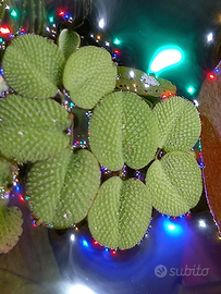 Salvinia natans pianta per acquario