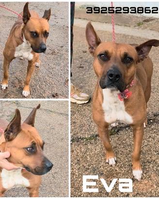 Una famiglia per questa dolcissima cagnolina