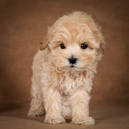 Cucciolo di Barboncino