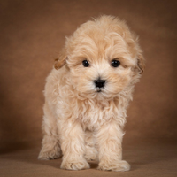 Cucciolo di Barboncino