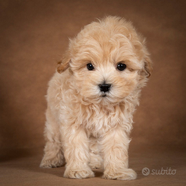 Cucciolo di Barboncino