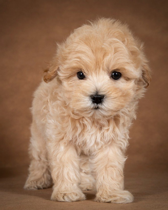 Cucciolo di Barboncino