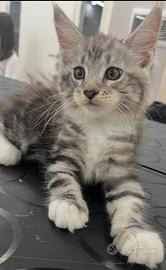 Cuccioli Maine Coon nati il 14 giugno 2026