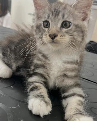 Cuccioli Maine Coon nati il 14 giugno 2026