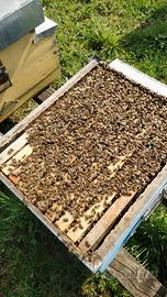 Famiglie carnica (ibrida)