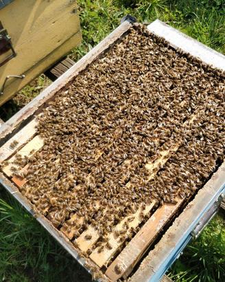 Famiglie carnica (ibrida)