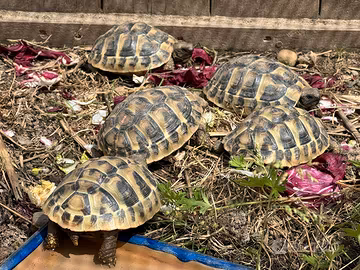 Tartarughe Hermanni Boettgeri 2025