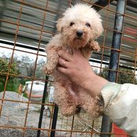 Barboncino Toy maschio 7 mesi