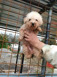 Barboncino Toy maschio 7 mesi