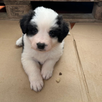 Cuccioli di border collie maschi e femmine