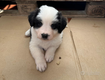 Cuccioli di border collie maschi e femmine