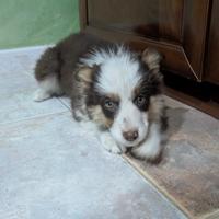Border Collie Red tricolor femmina