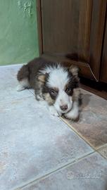 Border Collie Red tricolor femmina