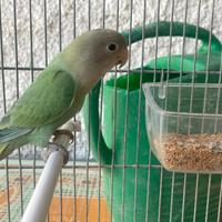 Inseparabili
