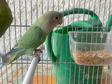 Inseparabili