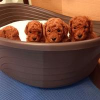 Barboncini toy red pedigree enci