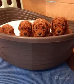 Barboncini toy red pedigree enci