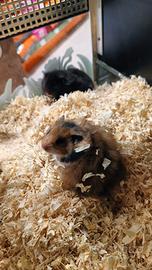 Criceto comune / dorato