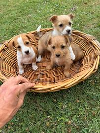 Maltese x Pinscher (cuccioli)