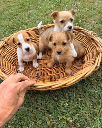 Maltese x Pinscher (cuccioli)