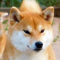 Meravigliosa giovane adulta Shiba